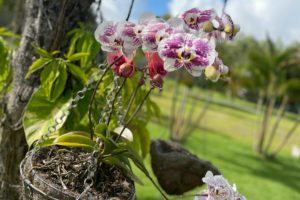 Cultivo das Orquídeas
